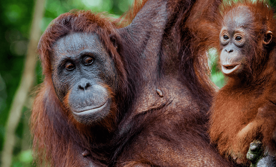 Sumatra - stretnutie s orangutanmi Indonézia
