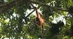 Malajzia, Borneo, Singapur. Cesta nielen za orangutanmi