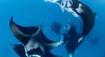 Potápanie na Bali so zážitkovým programom