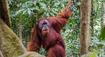 Bali a Sumatra - slony a orangutani v pralese