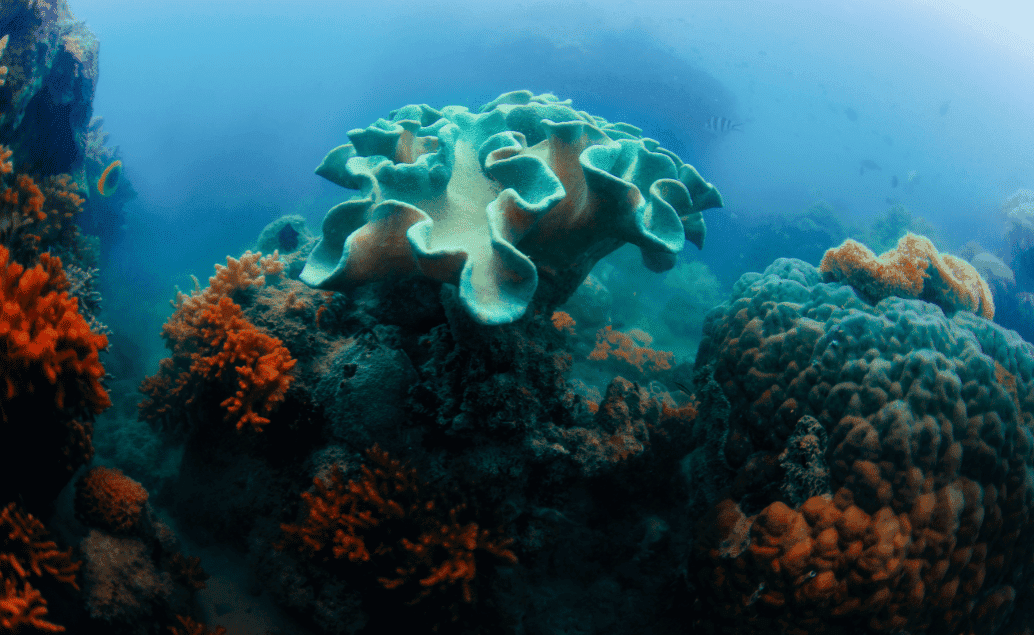 Raja Ampat - neznámy koralový raj so sprievodcom