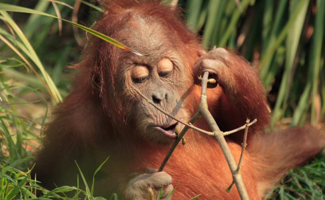Bali a Sumatra - slony a orangutani v pralese