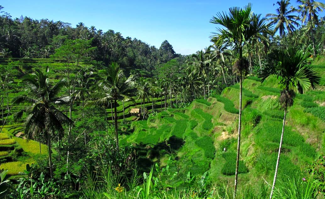Kúzlo Bali a Jelení ostrov