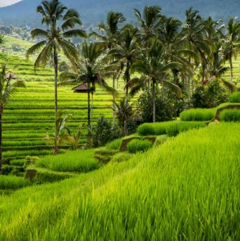 Rýžová pole Ubud